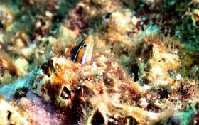 Komodo 2016 - Bluestriped fangblenny - Blennie a bandes bleues - Plagiotremus rhinorhynchos - IMG_6724_rc